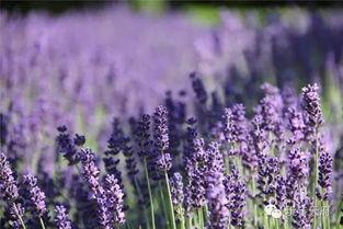 薰衣草 2016,浪漫时光的紫色印记